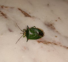 Sabaeus humeralis