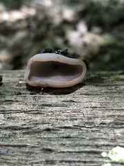 Peziza griseorosea