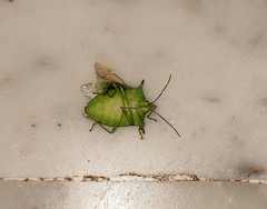 Sabaeus humeralis
