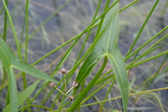 Sagittaria sagittifolia