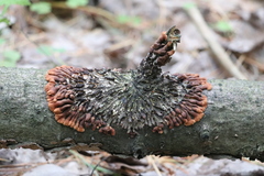 Hypocreopsis lichenoides