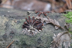 Hypocreopsis lichenoides