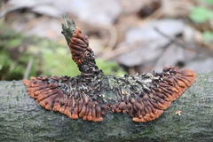 Hypocreopsis lichenoides