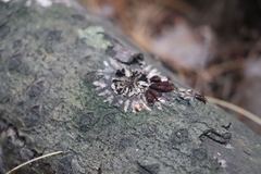 Hypocreopsis lichenoides