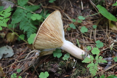 Lactarius vietus