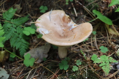Lactarius vietus
