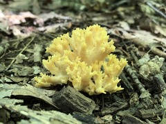 Ramaria calvodistalis
