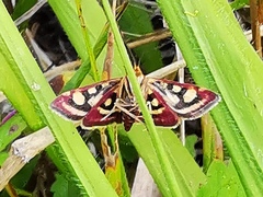 Pyrausta ostrinalis