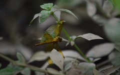 Perithemis icteroptera