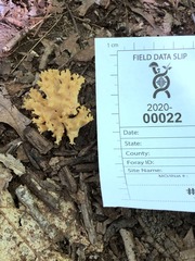 Ramaria calvodistalis
