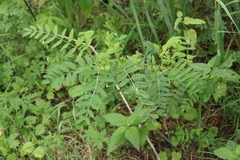 Astragalus uliginosus