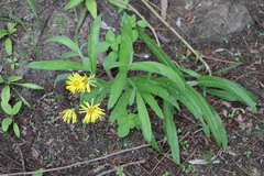 Jacobaea paludosa lanata