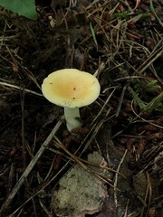 Russula katarinae