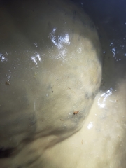 Cytodromus henroti