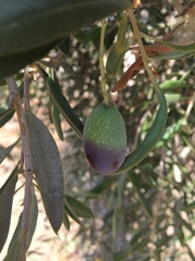 Olea europaea