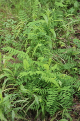 Astragalus uliginosus