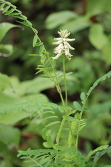 Astragalus uliginosus