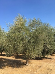 Olea europaea