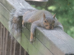 Sciurus carolinensis