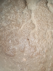 Cytodromus henroti