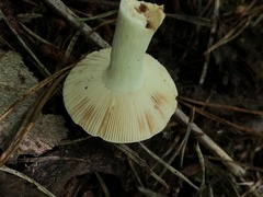 Russula katarinae