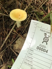 Russula katarinae