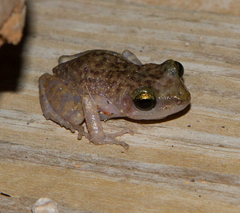 Eleutherodactylus marnockii