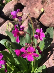 Primula parryi
