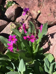 Primula parryi