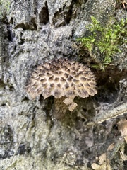 Strobilomyces strobilaceus image