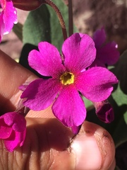 Primula parryi