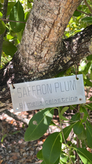 Sideroxylon celastrinum