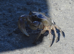 Cyclograpsus punctatus