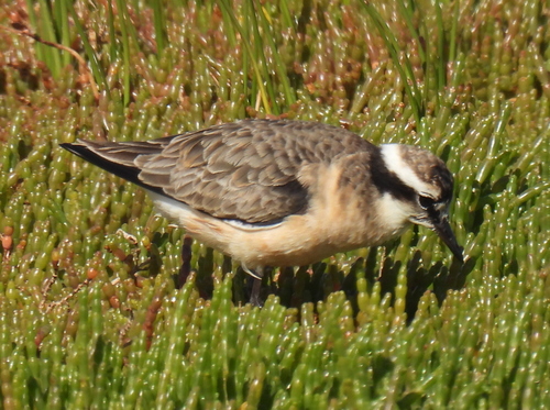 Chorlitejo pecuario (Charadrius pecuarius)