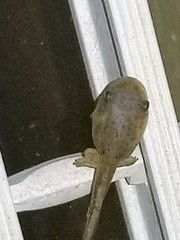 Osteopilus septentrionalis