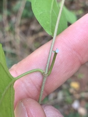 Sphedamnocarpus pruriens pruriens
