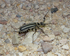 Epicauta atrivittata