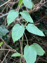 Sphedamnocarpus pruriens pruriens