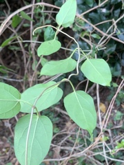 Sphedamnocarpus pruriens pruriens