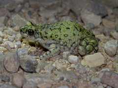 Anaxyrus debilis