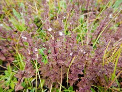 Euphrasia hudsoniana