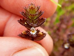 Euphrasia hudsoniana