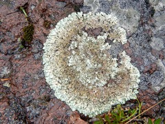 Xanthoparmelia stenophylla