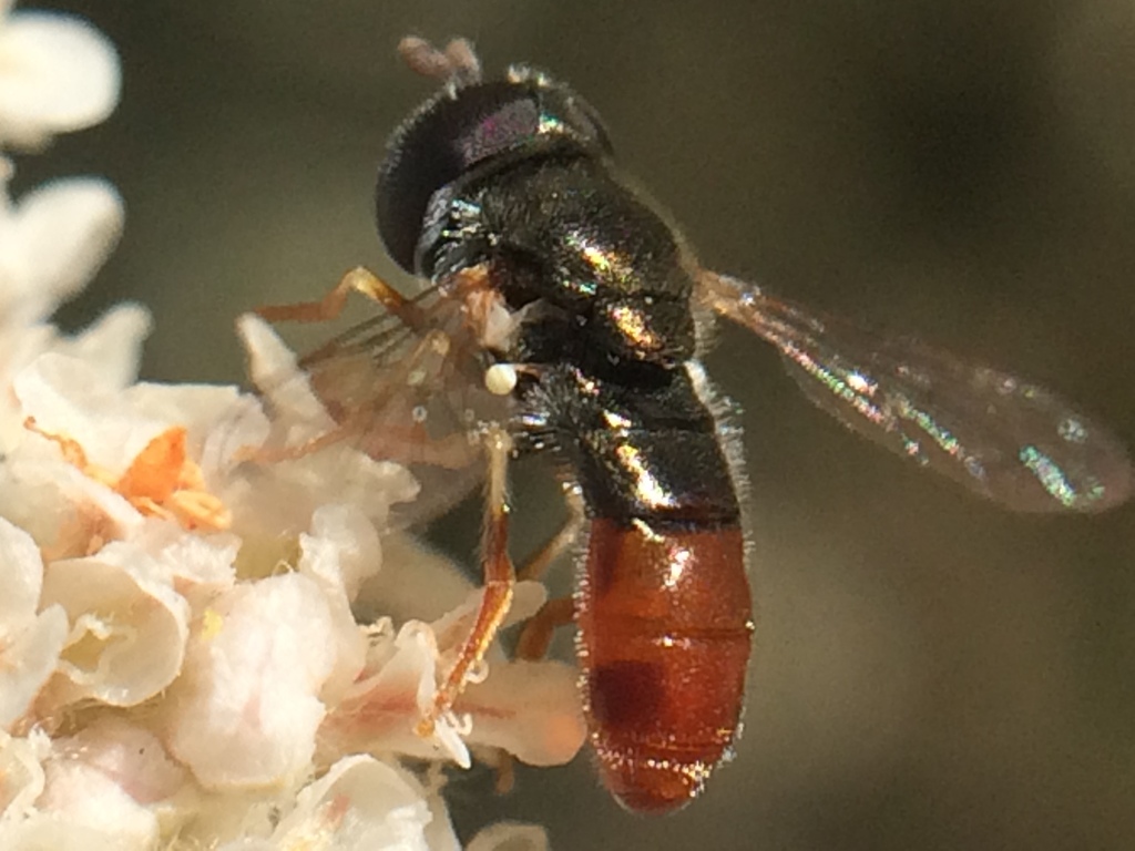 Common Grass Skimmer