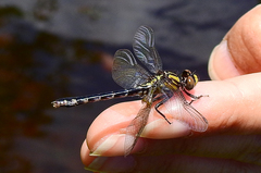 Ophiogomphus howei
