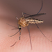 Aedes cinereus - Photo (c) Марина Горбунова-Ëлкина, algunos derechos reservados (CC BY-NC), subido por Марина Горбунова-Ëлкина