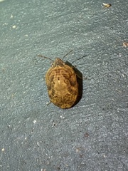 Stethaulax marmorata