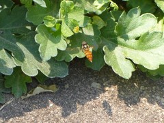 Episyrphus trisectus