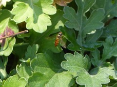 Episyrphus trisectus