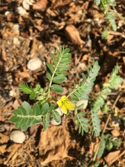 Tribulus terrestris